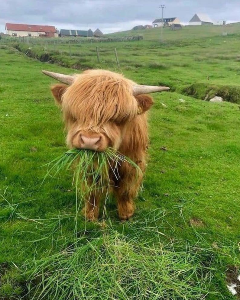 fluffy cow