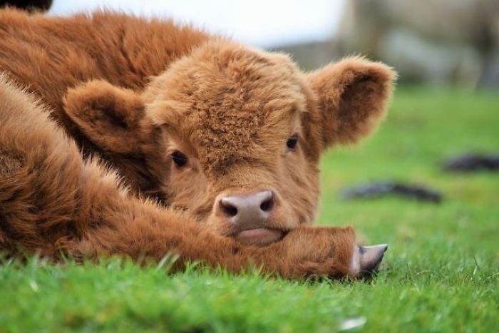 resting cow